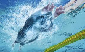 Swimming  Cavia