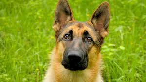 hond2