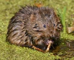 Woelrat