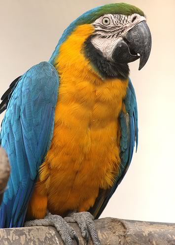 papegaai